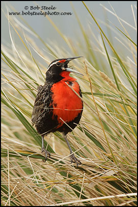 Long-taled Meadowlark (Sturnella loyca)