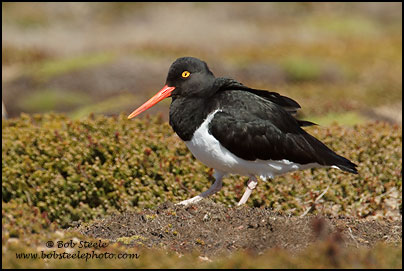 Image ID: magellanic_oystercatcher_7D_5498