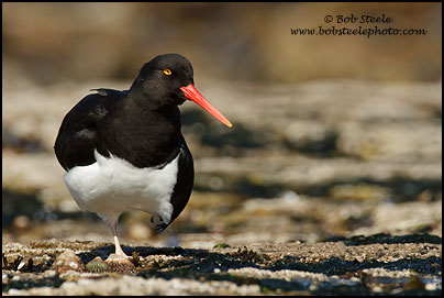 Image ID: magellanic_oystercatcher_7D_5498