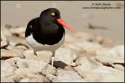 Image ID: magellanic_oystercatcher_7D_5498