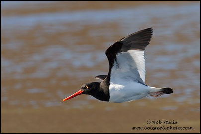 Image ID: magellanic_oystercatcher_7D_5498