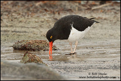 Image ID: magellanic_oystercatcher_7D_5498