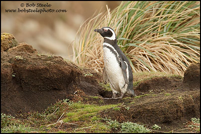 Magellanic Penguin (Spheniscus magellanicus)