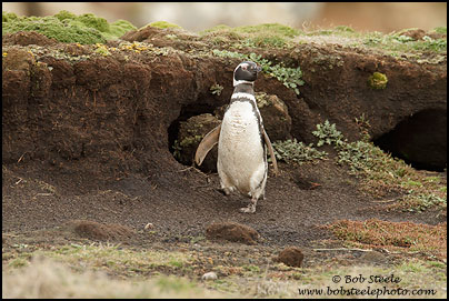 Magellanic Penguin (Spheniscus magellanicus)