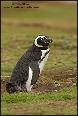 Magellanic Penguin (Spheniscus magellanicus)