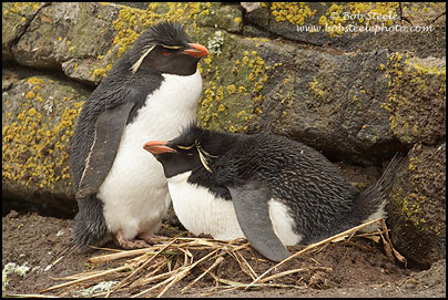Rockhopper Penguin (Eudyptes chrysocome)