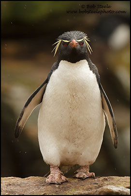 Rockhopper Penguin (Eudyptes chrysocome)