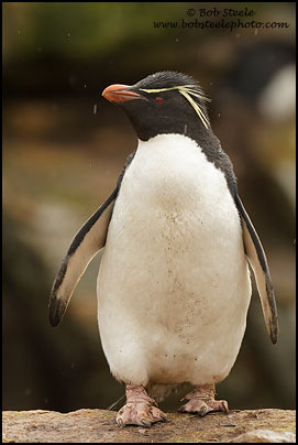Rockhopper Penguin (Eudyptes chrysocome)