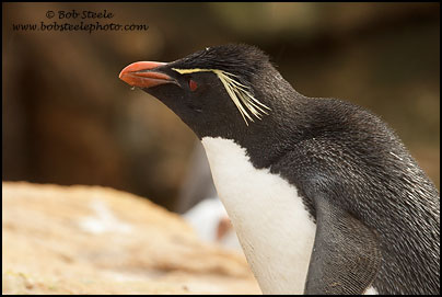 Rockhopper Penguin (Eudyptes chrysocome)
