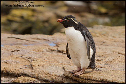 Rockhopper Penguin (Eudyptes chrysocome)
