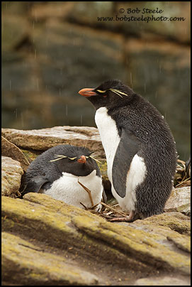 Rockhopper Penguin (Eudyptes chrysocome)