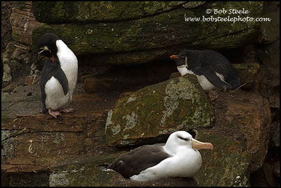 Rockhopper Penguin (Eudyptes chrysocome)