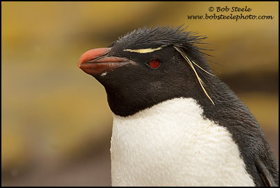 Rockhopper Penguin (Eudyptes chrysocome)