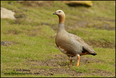 Ruddy-headed Goose (Chloephaga rubidiceps)