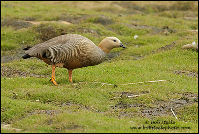 Ruddy-headed Goose (Chloephaga rubidiceps)