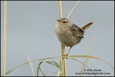 Sedge Wren (Cistothorus platensis)