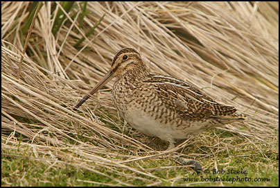 South American Snipe (Gallinago paraguaiae)