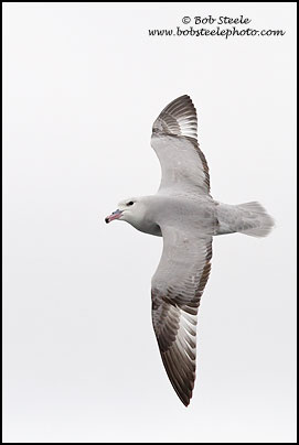 Southern Fulmar (Fulmarus glacialoides)
