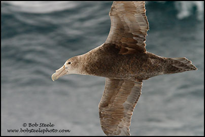 Southern Giant-Petrel (Macronectes giganteus)