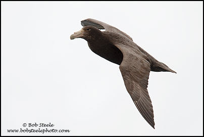 Southern Giant-Petrel (Macronectes giganteus)