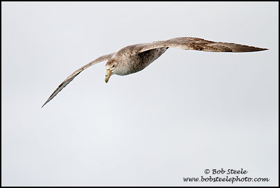 Southern Giant-Petrel (Macronectes giganteus)