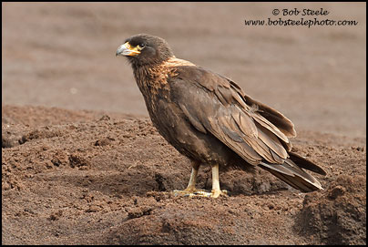 Striated Caracara (Phalcoboenus australis)
