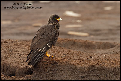 Striated Caracara (Phalcoboenus australis)