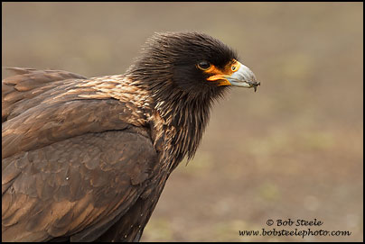 Striated Caracara (Phalcoboenus australis)