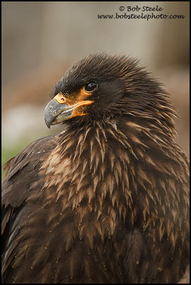 Striated Caracara (Phalcoboenus australis)