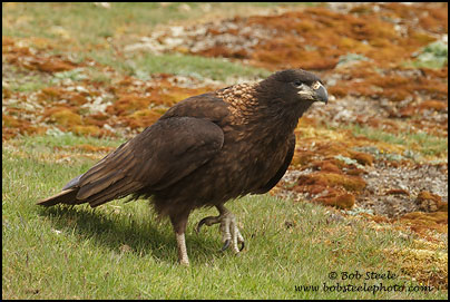 Striated Caracara (Phalcoboenus australis)
