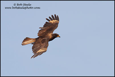Striated Caracara (Phalcoboenus australis)