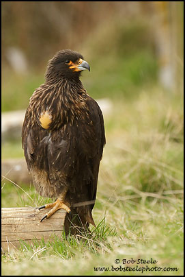 Striated Caracara (Phalcoboenus australis)