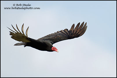 Turkey Vulture (Cathartes aura)