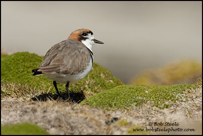 Two-banded Plover (Charadrius falklandicus)