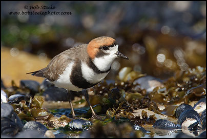 Two-banded Plover (Charadrius falklandicus)