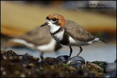 Two-banded Plover (Charadrius falklandicus)