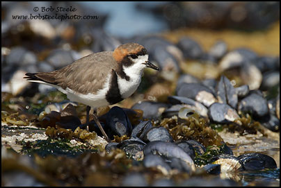 Two-banded Plover (Charadrius falklandicus)