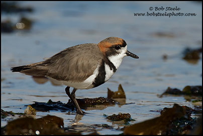 Two-banded Plover (Charadrius falklandicus)