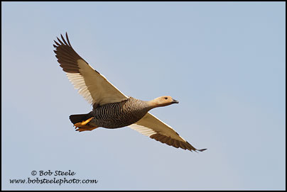 Upland Goose (Chloephaga picta)