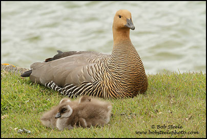 Upland Goose (Chloephaga picta)