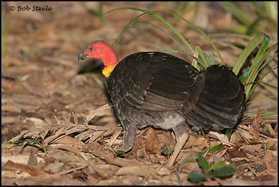 Australian Brush-turkey (Alectura lathami)