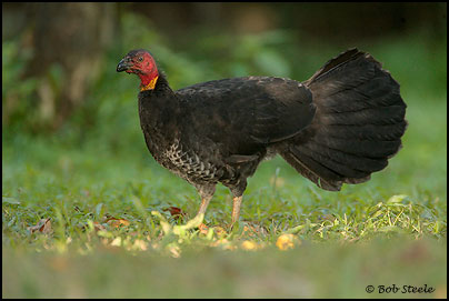 Australian Brush-turkey (Alectura lathami)