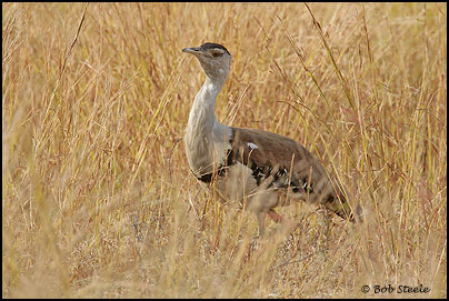 Australian Bustard (Ardeotis australis)