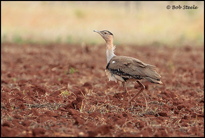 Australian Bustard (Ardeotis australis)