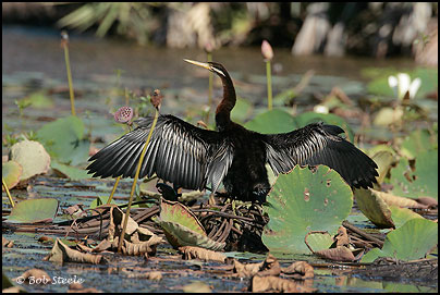 Darter (Anhinga melanogaster)