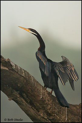 Darter (Anhinga melanogaster)