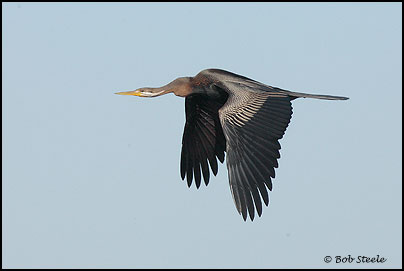 Darter (Anhinga melanogaster)