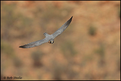 Australian Hobby (Falco longipennis)