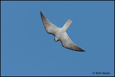 Australian Hobby (Falco longipennis)