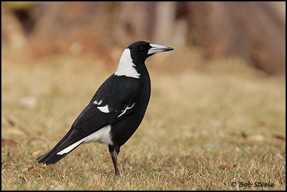 Australian Magpie (Gymnorhina tibicen)
